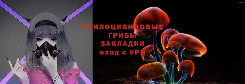 Галлюциногенные грибы Cubensis  сколько стоит  Камешково 